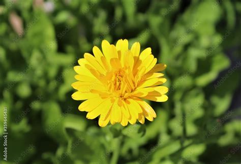 Pot marigold Stock Photo | Adobe Stock