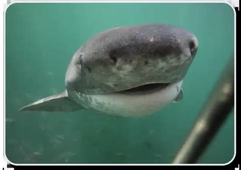 Learn All About Sharks Like The Broadnose Sevengill - Shark Sider