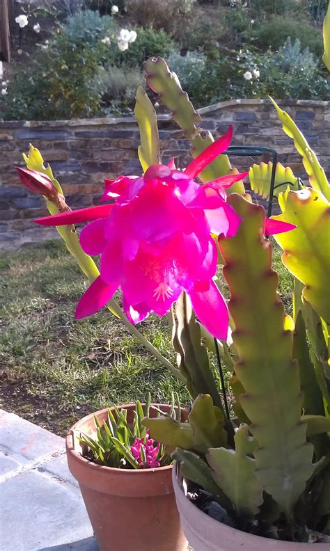 Epiphyllum Hybrid X – Gardenisto