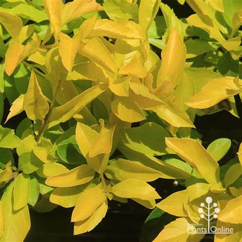 Syzygium Hinterland Gold Lilly Pilly Australian Plants Online