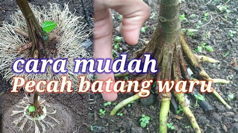 Cara Pecah Batang Bahan Bonsai Waru Lokal Akar Keliling Dunia Youtube