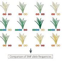 PDF Implementing Genomic Selection In Plant Breeding Programs