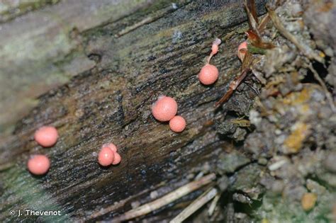 Lycogale Des Arbres Lycogala Epidendrum Biodiv Df