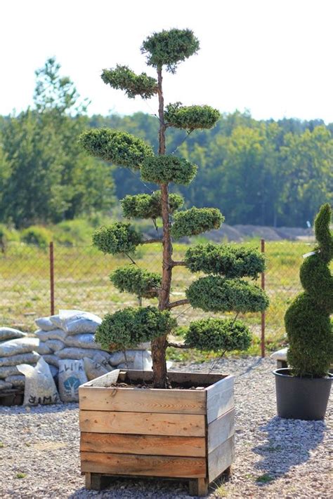 Pin By Hombert On Niwaki In Garden Privacy Screen Planting