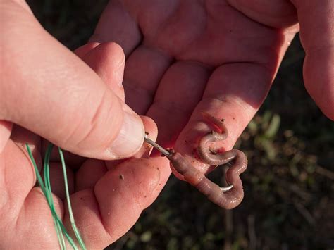 The Best Smallmouth Bass Bait An Angler’s Guide