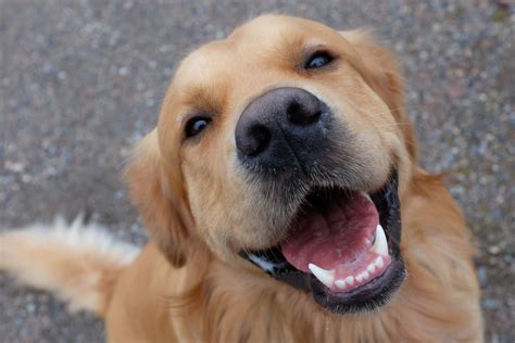 Golden Retriever Known As USA Gymnastics Goodest Boy Is Capturing