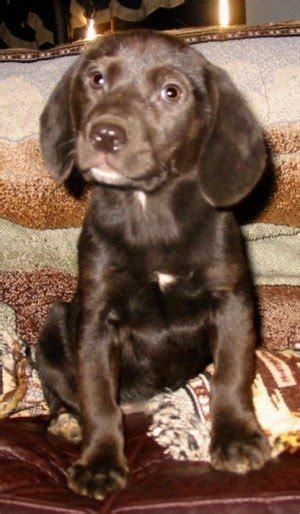 Beagle And Lab Mix Puppies | Dog Beagles