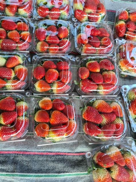 A Grade Fresh Strawberry Fruit Packaging Type Carton Packaging Size