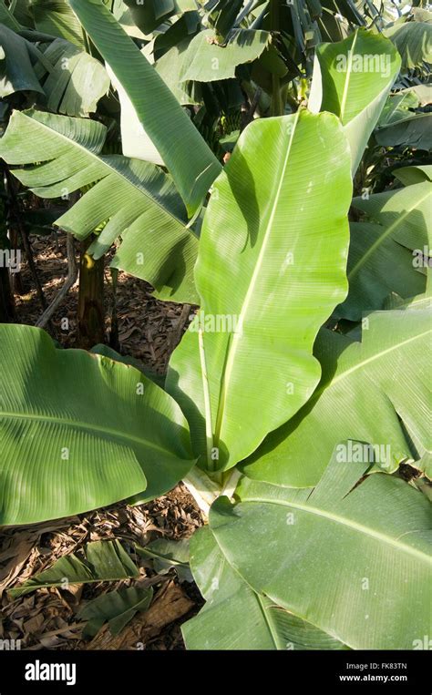 Banana Leaf Leaves Tree Trees Palm Palms Fronds Frond Plant Plants