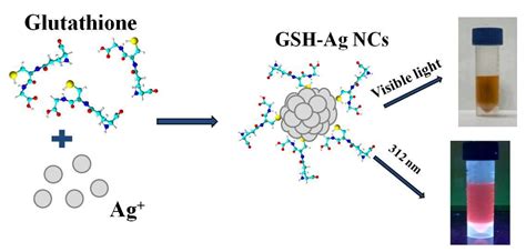 Ijms Free Full Text Enhanced Antibacterial Activity Of Novel Fluorescent Glutathione Capped