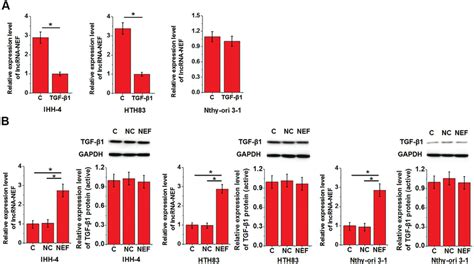 Possible Interactions Between Tgf And Lncrna Nef A Effects Of