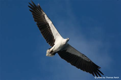 Foto Wei Bauchseeadler In Der Luft Thomas Reich Bilderreich