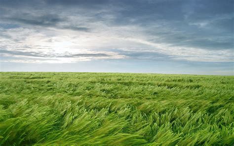 Wind Blowing Grass Landscape Wallpaper Beautiful