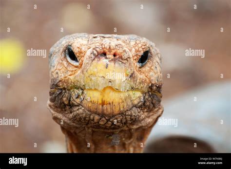 Cap Isla Tortuga Gigante Chelonoidis Nigra Hoodensis Utilizada Para