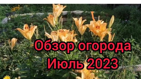 Обзор огорода июль 2023 YouTube