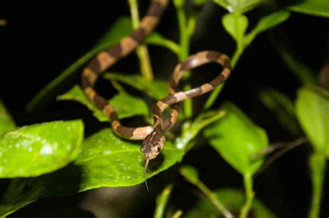 Common Blunt Headed Tree Snake From Stann Creek District Belize On