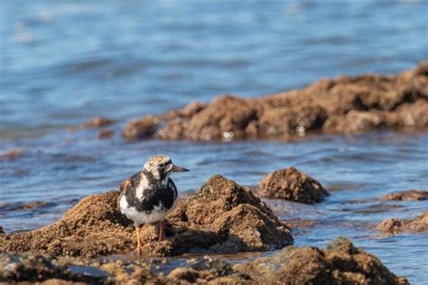 Premium Photo Ruddy Turnstone Arenaria Interpres Malaga Spain