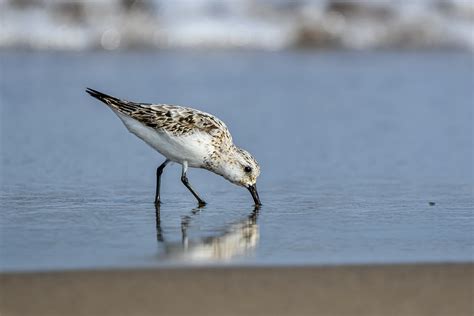 Strandläufer Vogel Sitzend Kostenloses Foto Auf Pixabay Pixabay