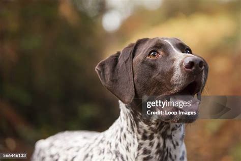 Pointer Dog Photos And Premium High Res Pictures Getty Images