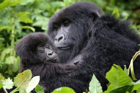 Days Rwanda Gorilla Trekking Akagera National Park Safari East To