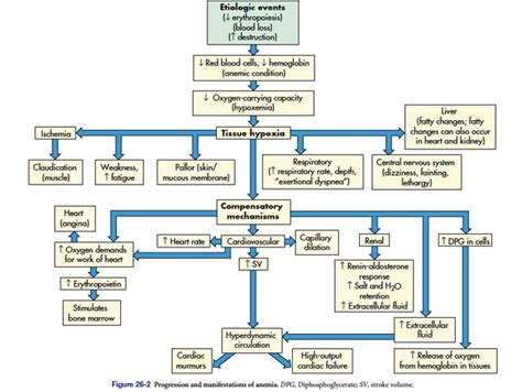 Midterm Hematology Diagram Quizlet