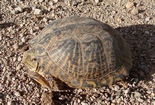 Desert Box Turtle Facts and Pictures | Reptile Fact