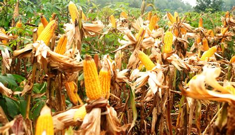 Budidaya Tanaman Jagung Dari Benih Hingga Panen