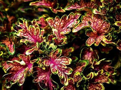 Photo Of The Leaves Of Coleus Coleus Scutellarioides Colocha Sunset