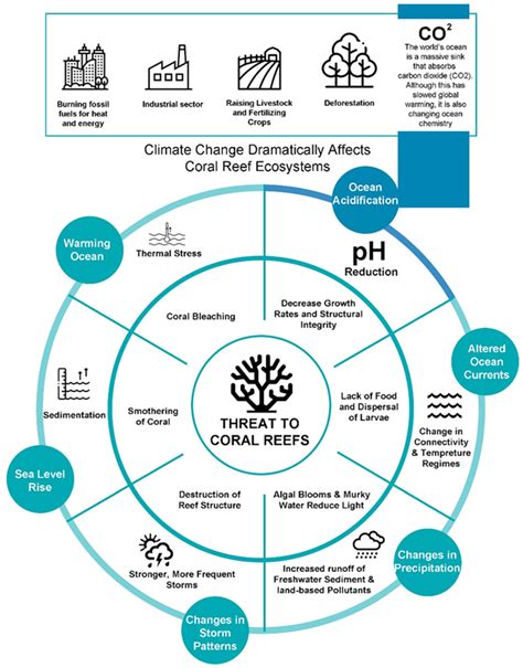 Animal And Plant Adaptations Coral Reefs