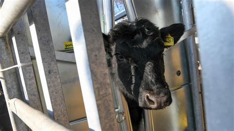 Mobile Schlachtereien Weideschlachtung Statt Tiertransporte