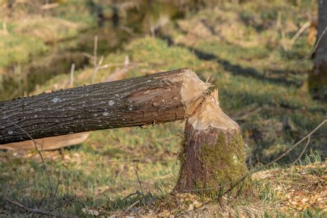 Beaver Tree