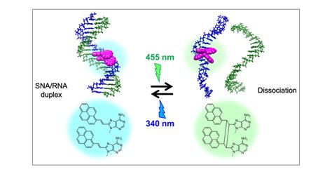 8 Pyrenylvinyl Adenine Controls Reversible Duplex Formation Between