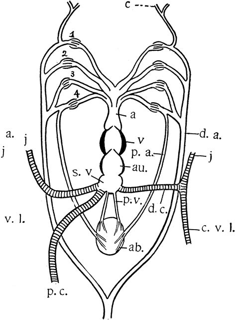 Queensland Lungfish Heart | ClipArt ETC