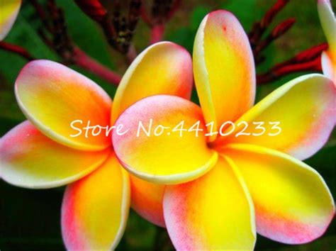 Bonsai 50 Pcsbag Plumeria Hawaiian Lei Flower Rare Exotic Egg Perfect