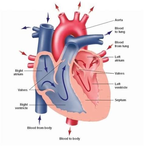 Human Heart Labeled Real Human Heart Labelled Diagram Real Human Heart