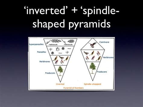 Ecological pyramids