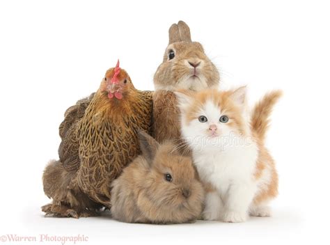 Pets Chicken Kitten And Bunny Rabbits Photo Wp28026