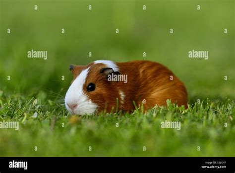 Domestic Guinea Pig Cavia Aperea F Porcellus Sitting In Meadow