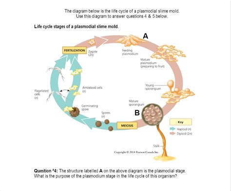 Plasmodial Slime Mold Life Cycle