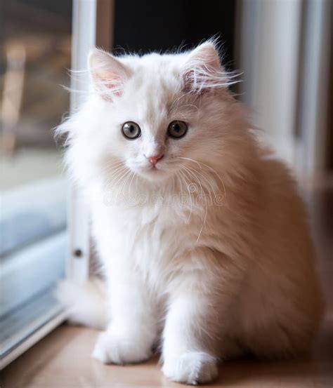 White Long Haired Kitten Waiting At The Door Stock Photo Image Of