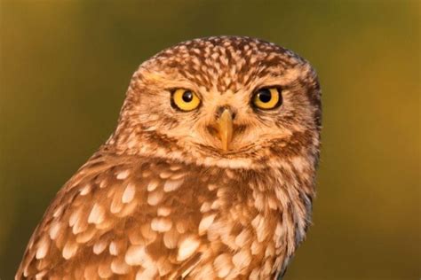 7 Amazing Birds With BIG EYES Global Birding Initiative