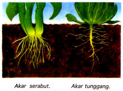 Tumbuhan Akar Serabut Homecare24