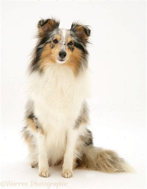 Blue Merle Shetland Sheepdog Sheltie Photo Wp40918