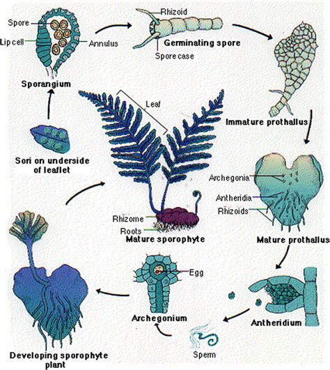 Ch 22 Mosses To Ferns Lab Mrs N Nelsons Science Website