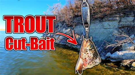 Using TROUT CUT BAIT For Giant Winter Catfish YouTube