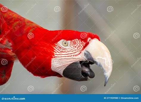 Cute Parrot Resting On A Branch Stock Photo Image Of Animal