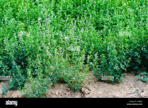 Alfalfa Plant