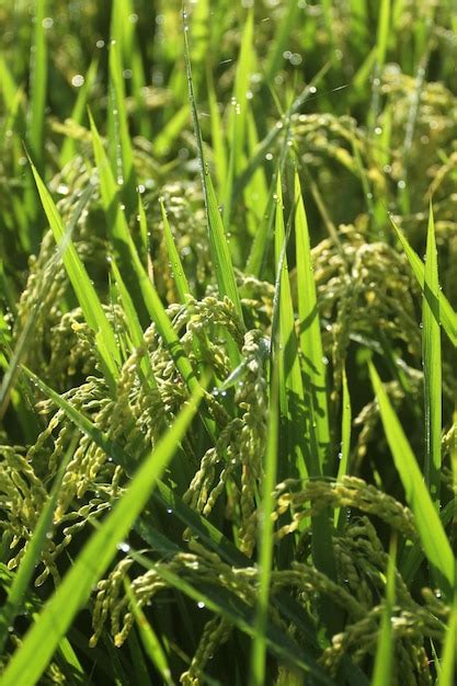 Premium Photo | Rice growing process