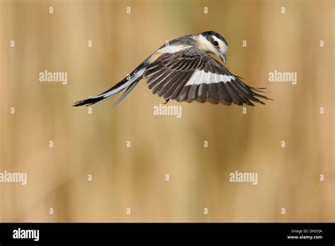 Masked Shrike High Resolution Stock Photography And Images Alamy