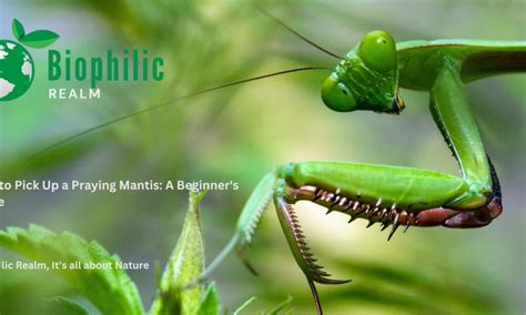 How To Pick Up A Praying Mantis A Beginner S Guide